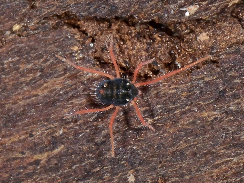 Penthaleidae: probabile Halotydeus sp.